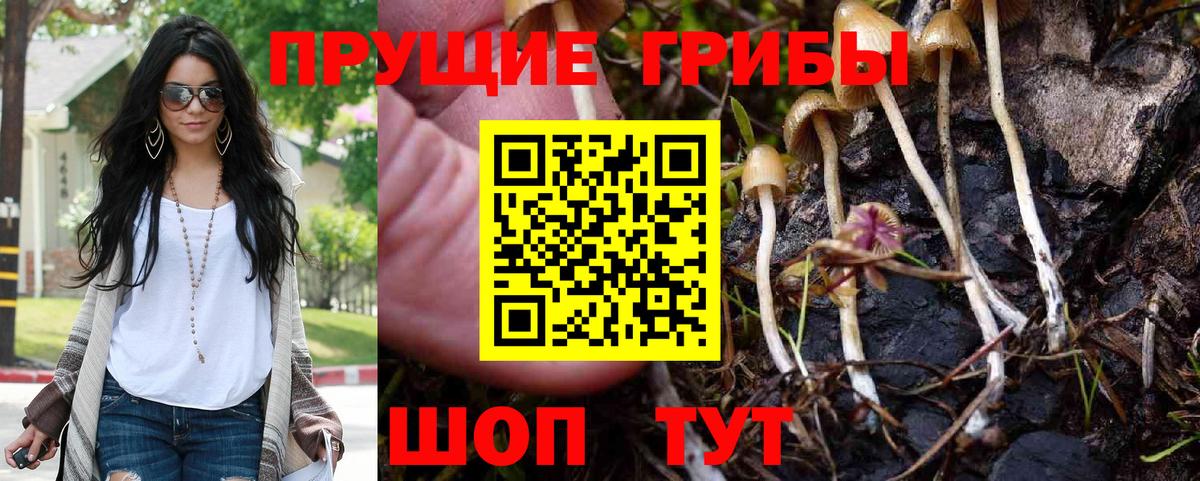Псилоцибиновые грибы Cubensis Жуковский